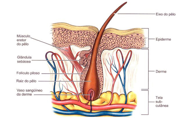 Anatomia da pele